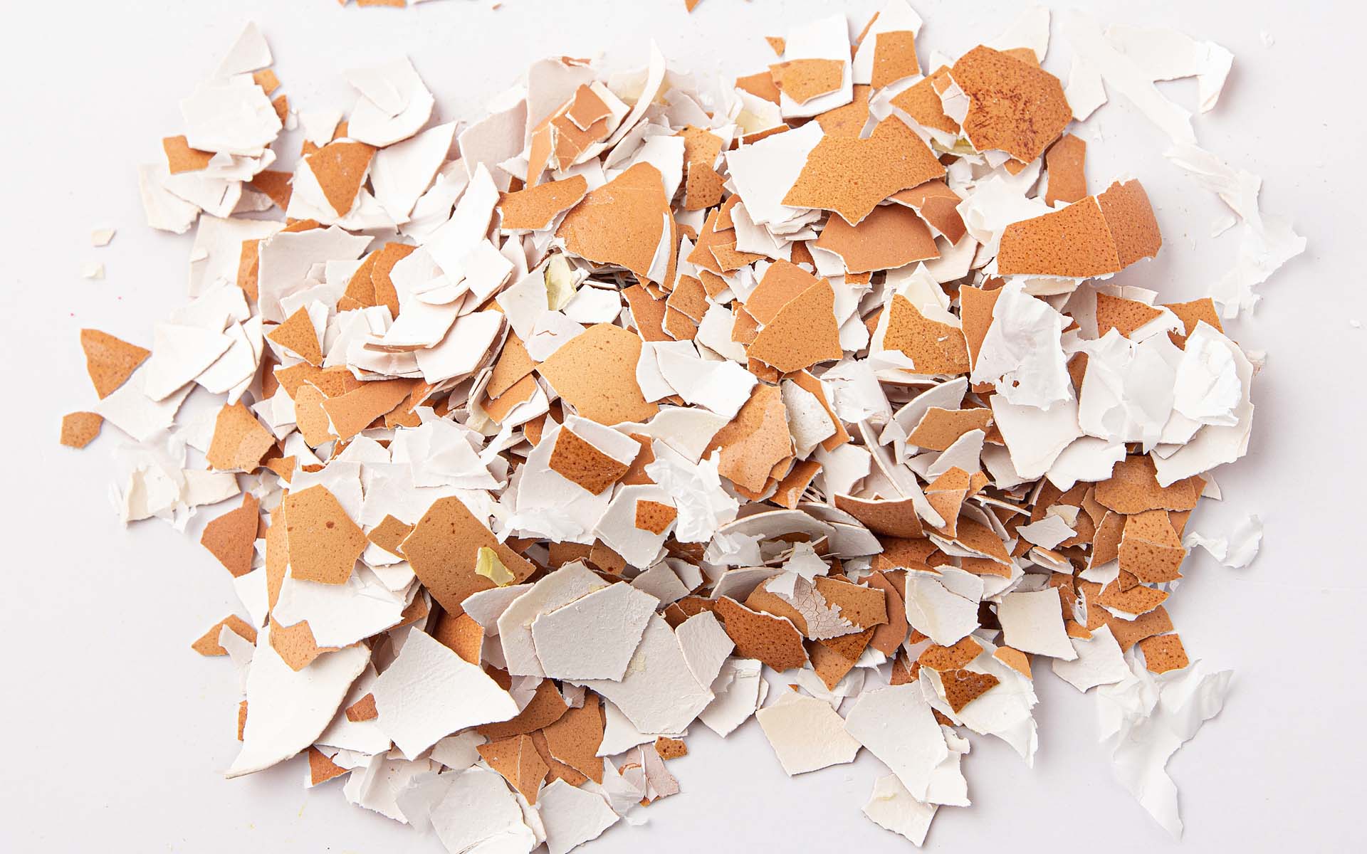 sustainable eggshell