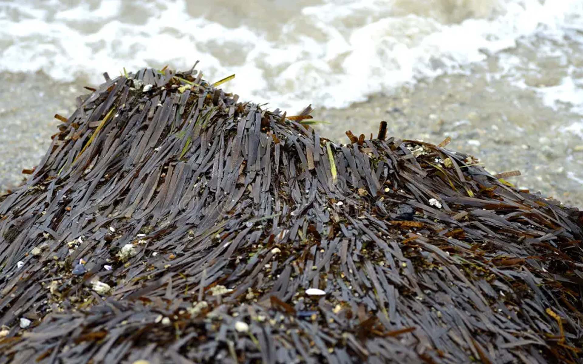 sustainable seagrass